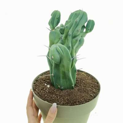 Myrtillocactus geometrizans f. mostruosa prolifera