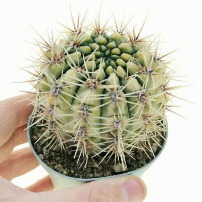 Gymnocalycium gibbosum var. nobile f. variegata
