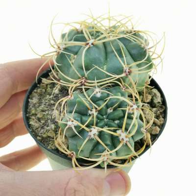 Gymnocalycium multiflorum