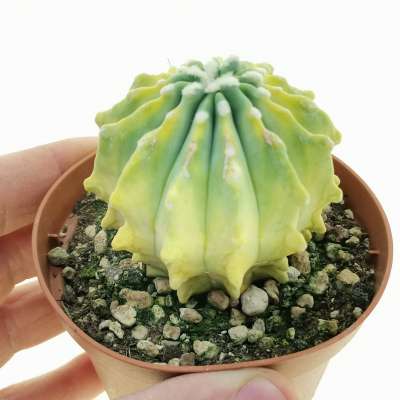 Ferocactus glaucescens f. inermis variegata