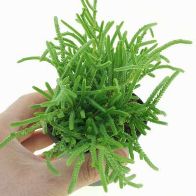 Crassula muscosa