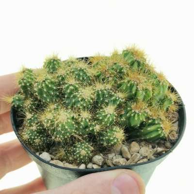 Cereus peruvianus f. mostruosa