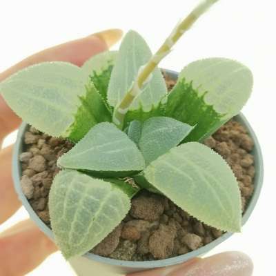 Haworthia bayeri hybrid
