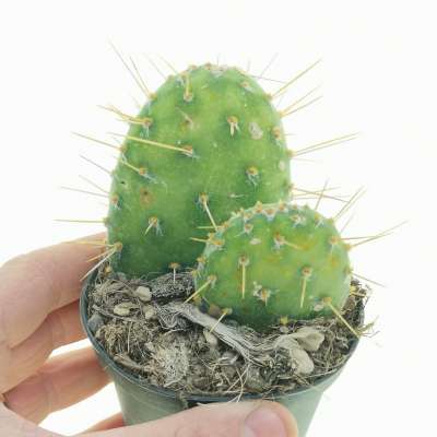 Opuntia rhodantha