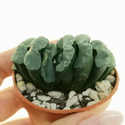 Haworthia truncata
