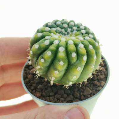 Notocactus uebelmannianus f. inermis variegata