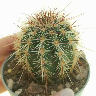 Echinocereus chloranthus