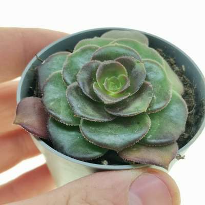 Aeonium arboreum var. atropurpureum