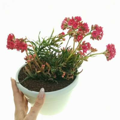 Kalanchoe katapifa 'Tarantula'