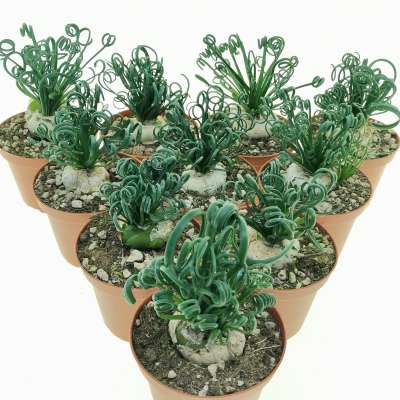 Albuca spiralis 'Frizzle Sizzle' 10 pcs.