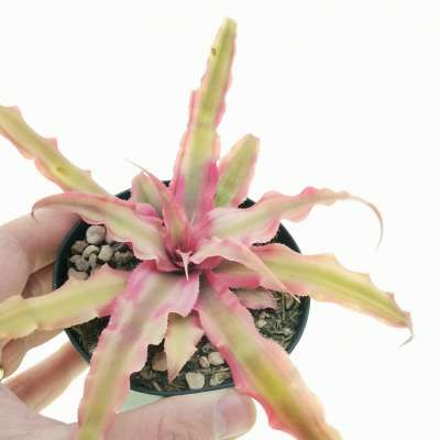 Cryptanthus bivittatus 'Pink Starlight' - Giromagi
