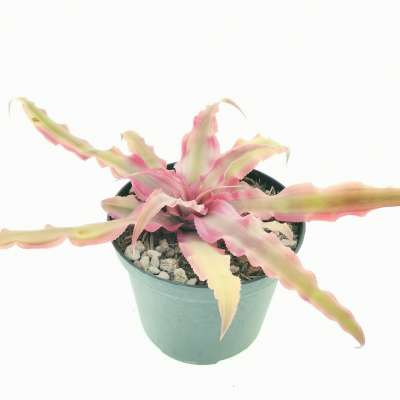 Cryptanthus bivittatus 'Pink Starlight' - Giromagi