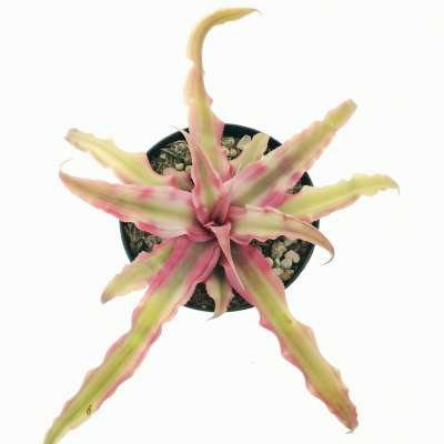 Cryptanthus bivittatus 'Pink Starlight' - Giromagi