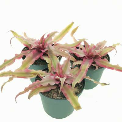 Cryptanthus bivittatus 'Pink Starlight' - Giromagi