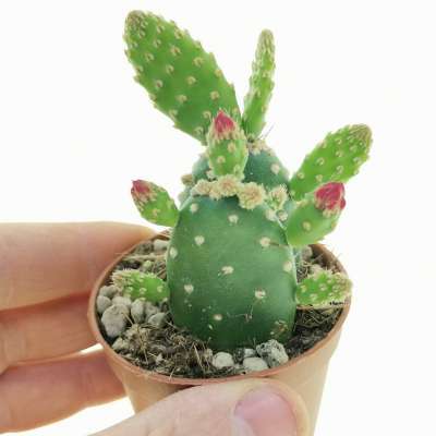 Opuntia quitensis