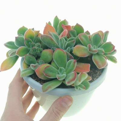 Echeveria pulvinata 'Ruby Blush'
