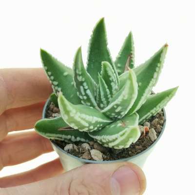Haworthia pumila cv. Tears of Angel