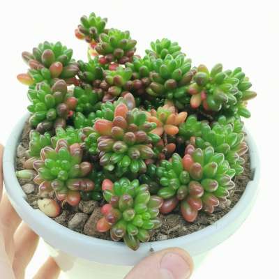 Sedum rubrotinctum