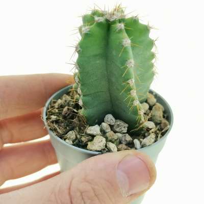 Cereus forbesii cv. Spiralis