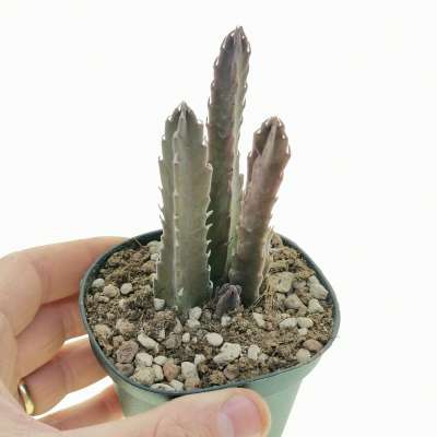 Stapelia hirsuta