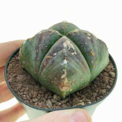 Astrophytum myriostigma var. quadricostatum nudum maiden's Blush
