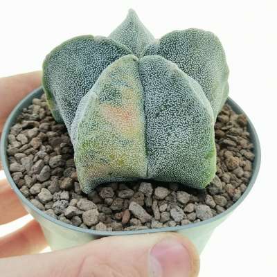 Astrophytum myriostigma f. variegata
