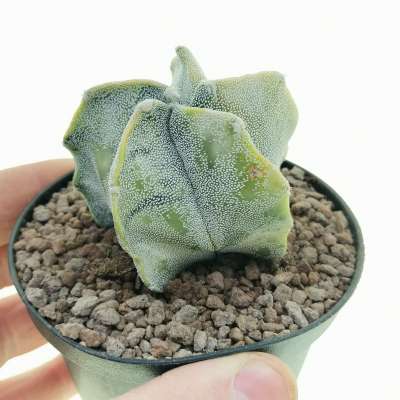 Astrophytum myriostigma f. Variegata