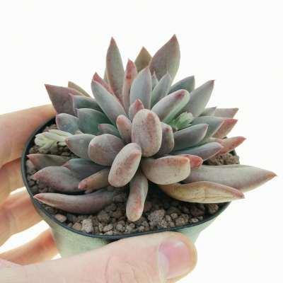 Pachyveria 'Draco'