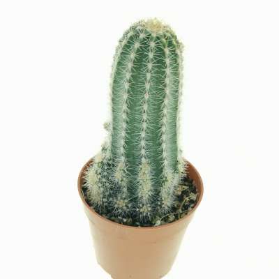 Trichocereus cv. multiproliferum - Giromagi
