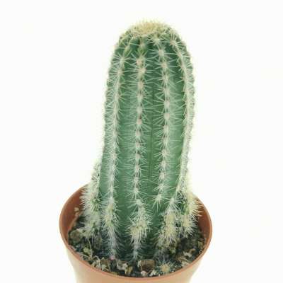 Trichocereus cv. multiproliferum - Giromagi