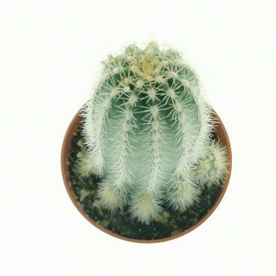 Trichocereus cv. multiproliferum - Giromagi