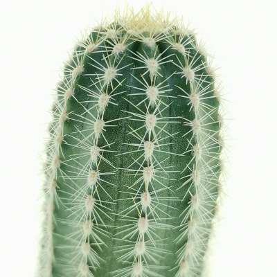 Trichocereus cv. multiproliferum - Giromagi