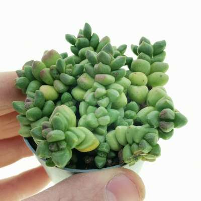 Crassula 'Rosa Marina'
