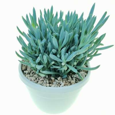 Senecio serpens - Giromagi