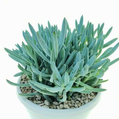 Senecio serpens - Giromagi