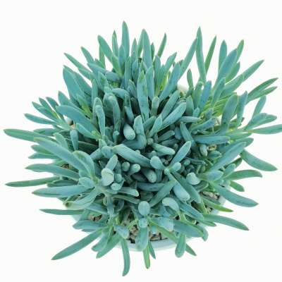 Senecio serpens - Giromagi