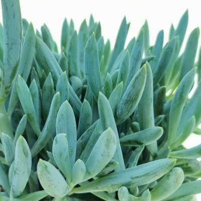 Senecio serpens - Giromagi