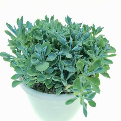 Senecio cuneatus - Giromagi