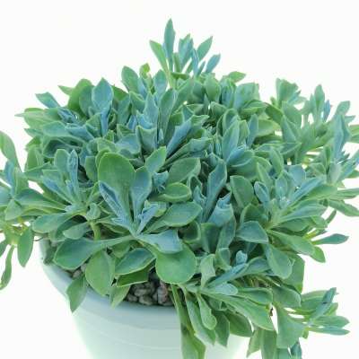 Senecio cuneatus - Giromagi