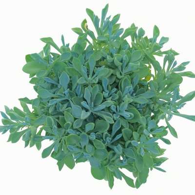 Senecio cuneatus - Giromagi