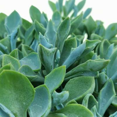 Senecio cuneatus - Giromagi