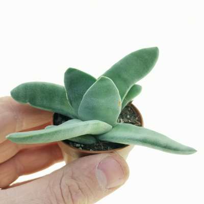 Crassula falcata