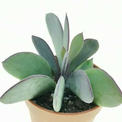 Senecio crassissimus - Giromagi