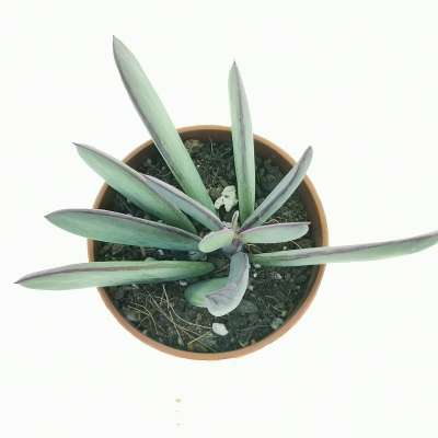 Senecio crassissimus - Giromagi