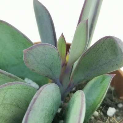Senecio crassissimus - Giromagi