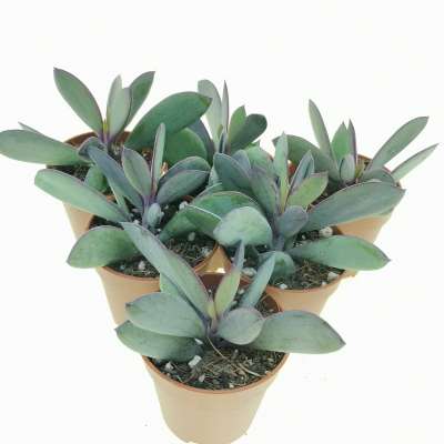 Senecio crassissimus - Giromagi