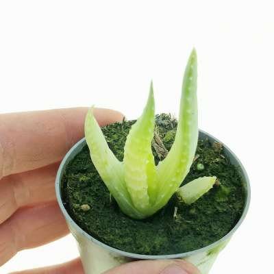 Aloe humilis f. variegata