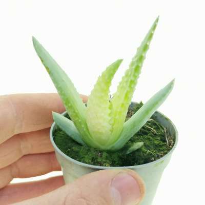 Aloe humilis f. variegata