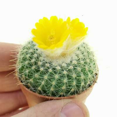 Parodia chrysacanthion