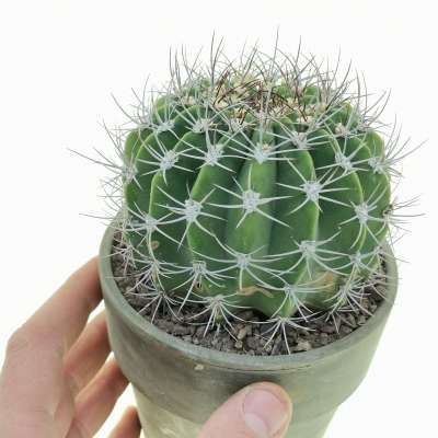 Acanthocalycium peitscherianum